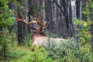 elk-montana